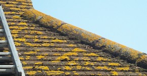 Romford roof before cleaning and moss removal